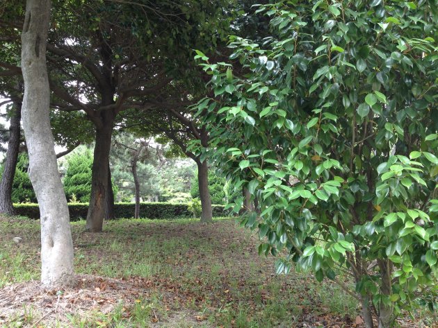 緑が生い茂っているオリンピック公園内